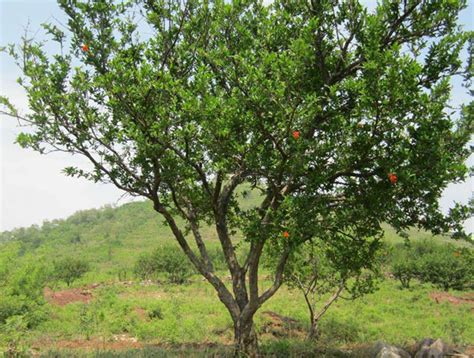 石榴树的培育和制作石榴树上盆的一些知识|石榴树|土壤|根系_新浪网