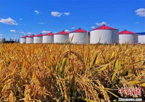 2021年中国粮食行业发展现状分析，粮食播种面积、产量再度迎来上涨「图」_华经情报网_华经产业研究院