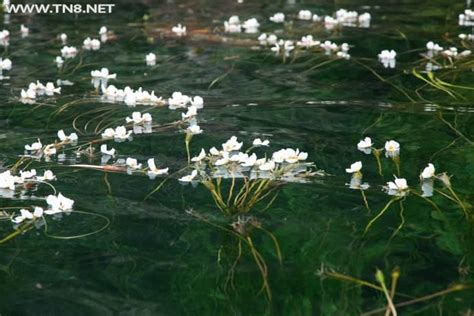 现实中的“水性杨花”，即将被国人吃到消失，只能列为保护植物
