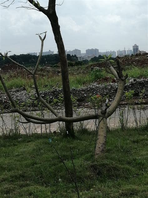 惠阳区镇隆镇大光村,惠州市惠阳区各镇,惠州惠阳区_大山谷图库