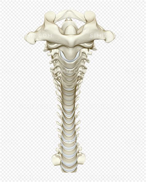 人体脊柱骨头图片素材免费下载 - 觅知网