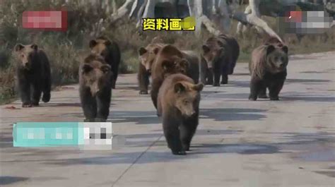 游客讲述上海野生动物园游览经历 咬死饲养员的熊怎么处理_新鲜快报_人生_深圳热线