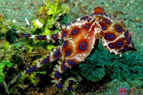 蓝环斑章鱼,侧面像,软体动物,平视角,水下,生物学,触须,大特写,自然界的状态,吸盘摄影素材,汇图网www.huitu.com