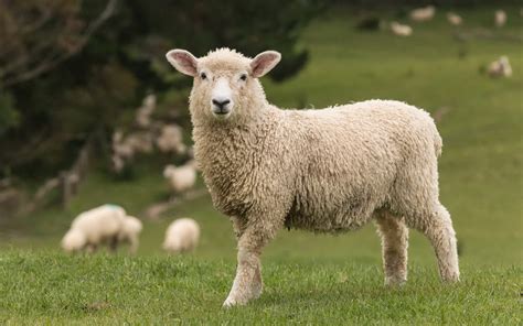 羊毛还真不一定出在羊身上世界上最贵的猪！_新浪新闻