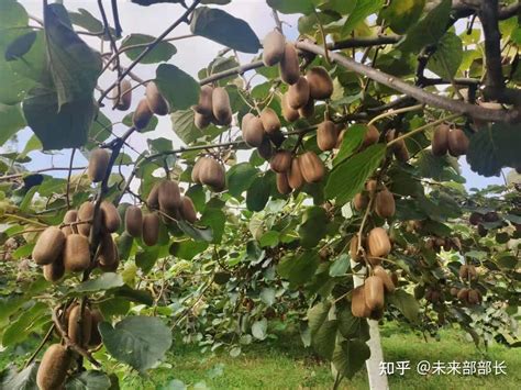 贵州修文：猕猴桃铺就乡村致富路-人民图片网
