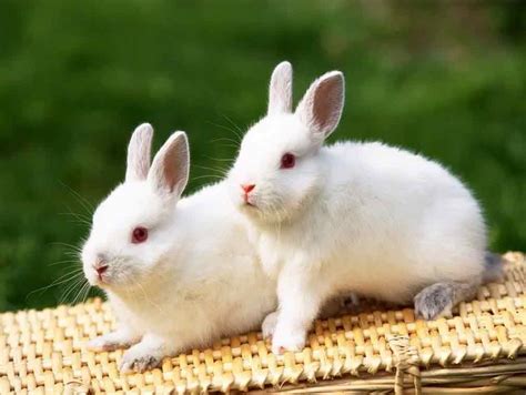 2023年属兔最好出生月份-2023年属兔最旺的颜色 - 见闻坊