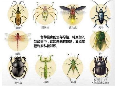 人民日报：云南高黎贡山发现捻翅目昆虫新种----中国科学院昆明动物研究所
