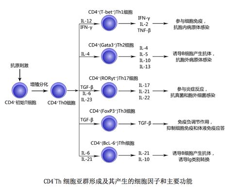 你对CD4与“多面孔”的CD4+ T细胞了解多少？ - 知乎