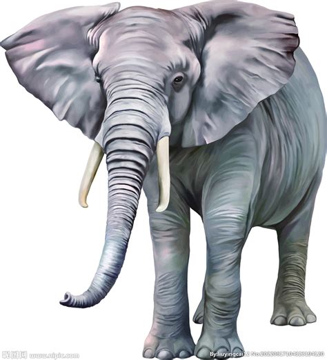 大象的特征和特点是什么,大象特点优点特长作文怎么写 - 品尚生活网