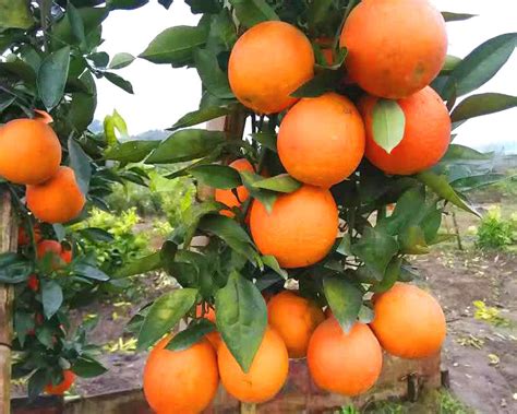 重庆彭水：柑橘成熟 果农采摘忙-人民图片网