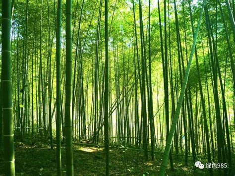 厂家批发小竹根 竹根 水竹 竹鞭 竹头材料 竹把手 竹茶具原料-阿里巴巴