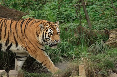 虎 虎崽 可爱 纽伦堡 动物园 水 喝 小 俏皮 播放图片免费下载 - 觅知网