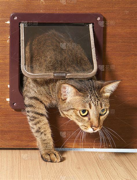 猫咪手老在门缝里,猫咪喜欢在门缝里玩,门夹到猫咪的手_大山谷图库
