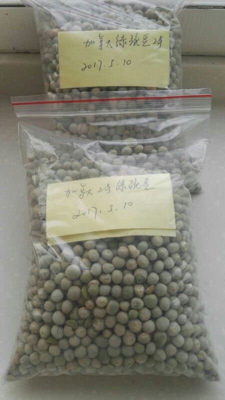 加拿大绿豌豆_金枫叶（天津）国际贸易有限公司