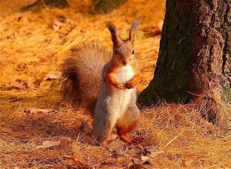 红松鼠图片-天然林环境中可爱的红松鼠素材-高清图片-摄影照片-寻图免费打包下载