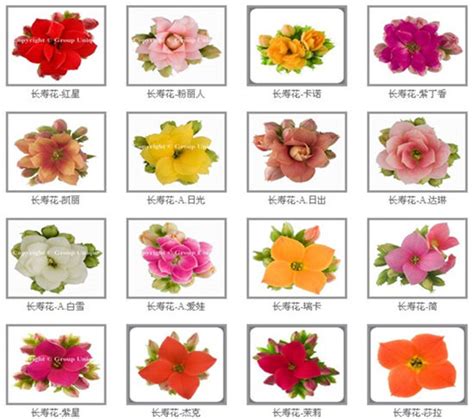 中国花卉名称大全,常见花的名字和图片,常见花卉名称大全_大山谷图库