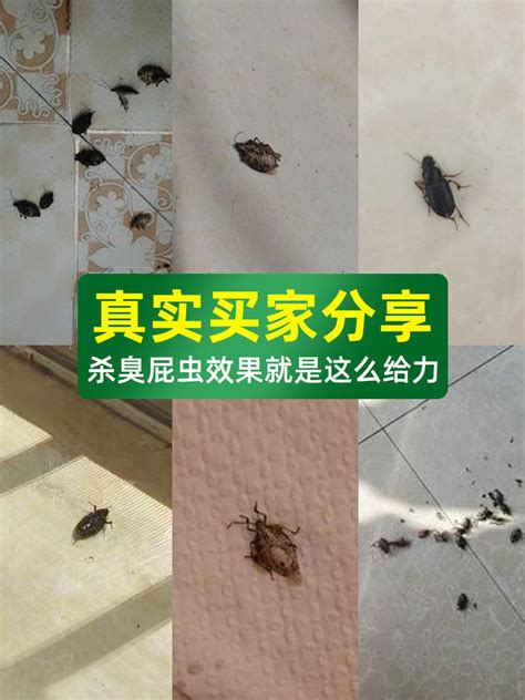 打屁虫图片