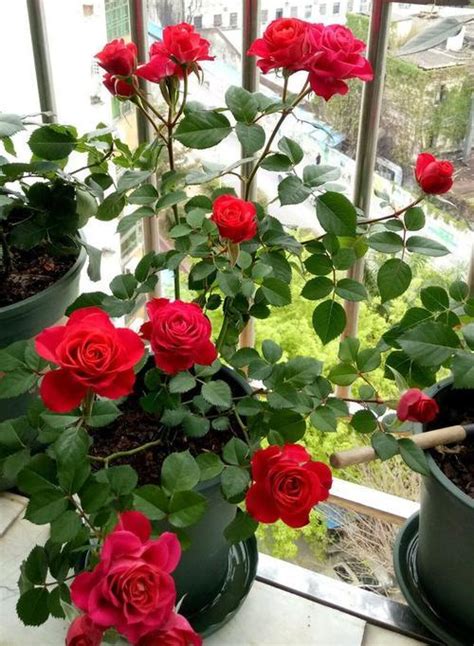 7种漂亮月季，植株矮小，花色艳丽，花期超长，是阳台盆栽佳品 家里有个小阳台