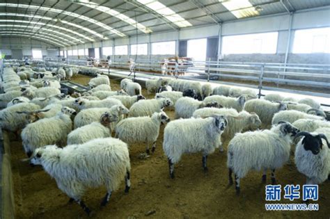 羊舍里的牧民形象高清图片下载-正版图片507705465-摄图网