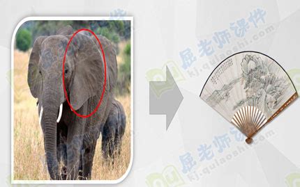 大象简介象牙哺乳动物野生动物特写高清图片下载-正版图片320971347-摄图网