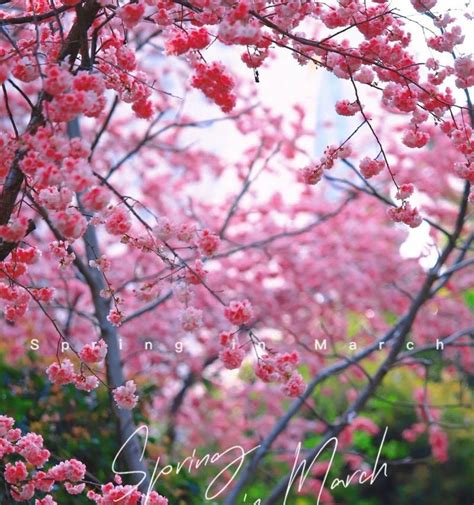 樱花的花语与代表意义（传递美丽与希望的花朵）_花植网