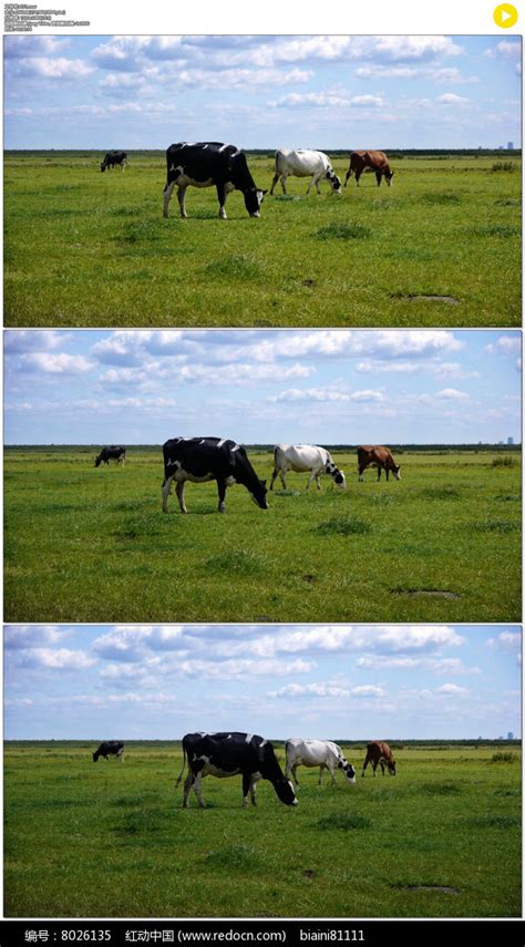 三头牛在草原吃草实拍视频素材下载_红动中国