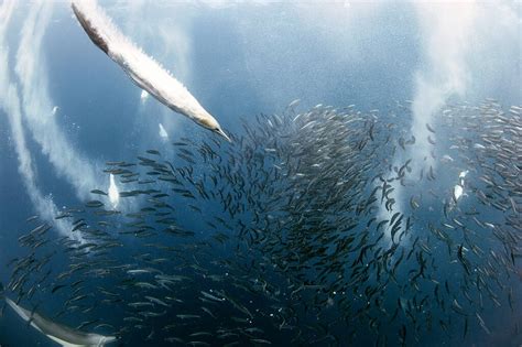 沙丁鱼迁徙途中与天敌的“海底之战”_手机凤凰网