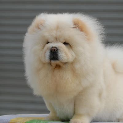 非主流松狮头像