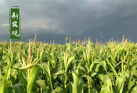 【玉米大数据】玉米种业的昨天、今天和明天_中国农业大数据