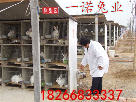 山东济宁市种兔养殖场出售肉兔獭兔_肉兔种兔养殖场_恒森种兔养殖场