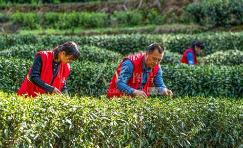 春季踏青茶旅线路：重庆巴南-定心茶园茶文化体验游