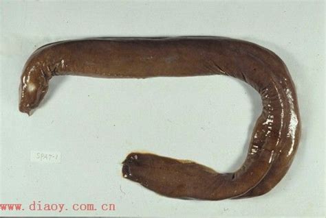 美洲鳗鲡 Anguilla rostrata (Lesueur, 1817) 【měi zhōu mán lí 】_国外淡水鱼_鱼花网