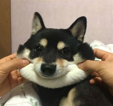黑豆柴图片