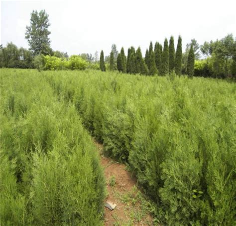侧柏苗种植间距多少?侧柏苗种植方法-种植技术-中国花木网