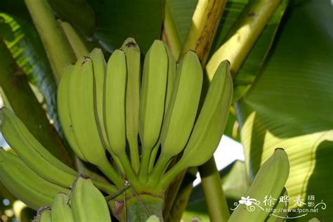 芭蕉属有些什么植物,芭蕉属植物有哪些种类,最耐寒的芭蕉品种_大山谷图库