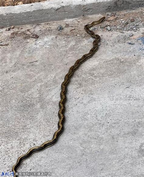 小伙路边发现两米大蛇，问这是什么蛇？_毒蛇新闻_毒蛇网