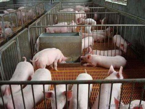 2020年中国生猪养殖行业市场现状及发展前景分析，2029年猪肉消费量将突破6000万吨_财富号评论(cfhpl)股吧_东方财富网股吧