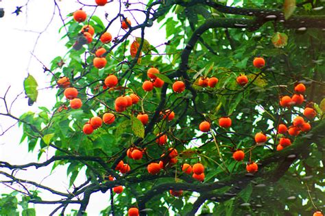 柿树上一个个饱满的柿子挂满枝头……