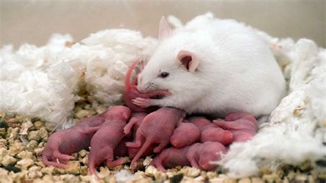 仓鼠妈妈在生下小仓鼠后，会吃掉自己的宝宝，这是怎么一回事呢？_腾讯视频