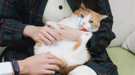 为什么主人抚摸猫咪时，它会突然咬人？