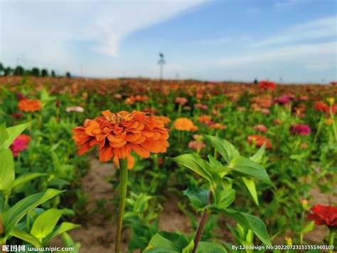 彩色的百日菊摄影图高清图片下载_红动中国