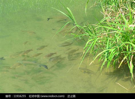 贵州荔波小七孔翠谷湿地野生鱼 高清图片下载_红动中国