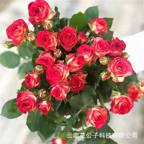 多头玫瑰图片