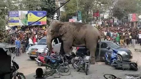 过马路的非洲大象