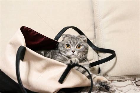猫坐在一个袋子里高清图片下载-正版图片504435833-摄图网