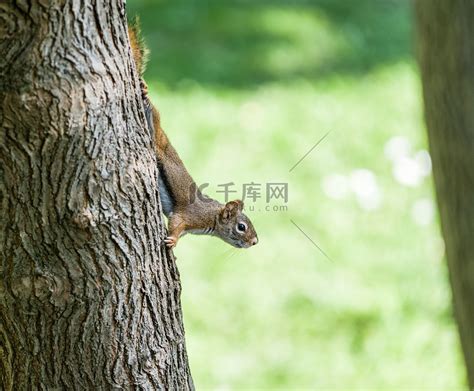 树上的松鼠走下来向外看高清摄影大图-千库网
