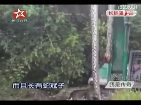 湖南挖掘机挖出16米长103公斤重巨蛇吓死司机[高清版]-原创视频-搜狐视频