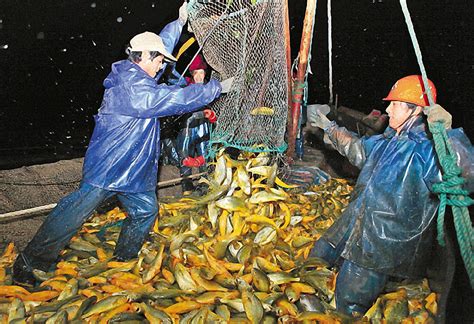 渔民一网捞起6万斤黄花鱼 价值百万_新浪图片