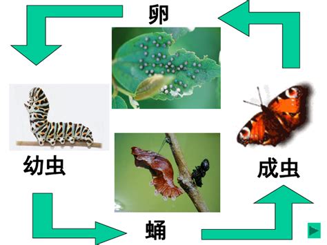 昆虫的习性_word文档免费下载_文档大全