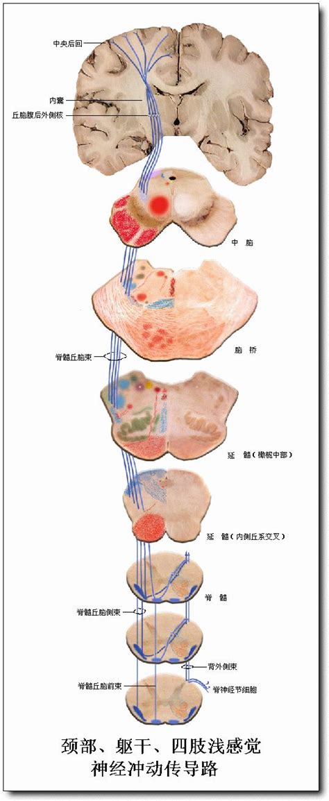 神经解剖学 | 视觉传导通路：视网膜－膝状体－距状沟通路（2）_皮质_细胞_Meyer